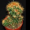 Cereus monstruosus peruvianus-art339